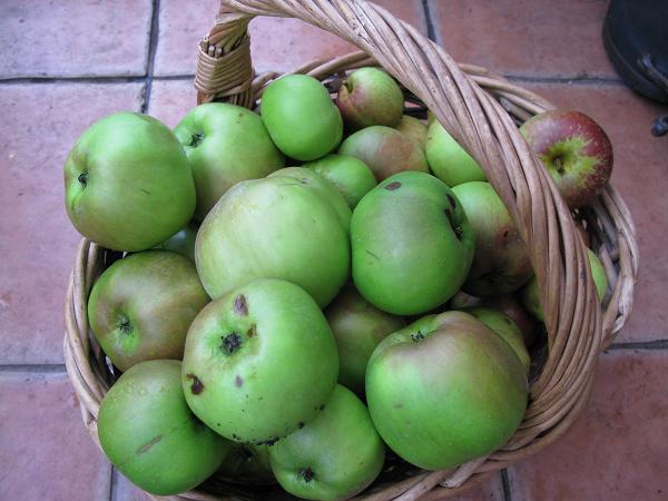 basket of apples