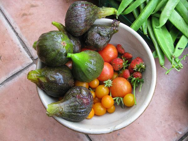 fruit from the greenhouse