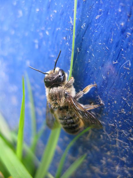 hoverfly