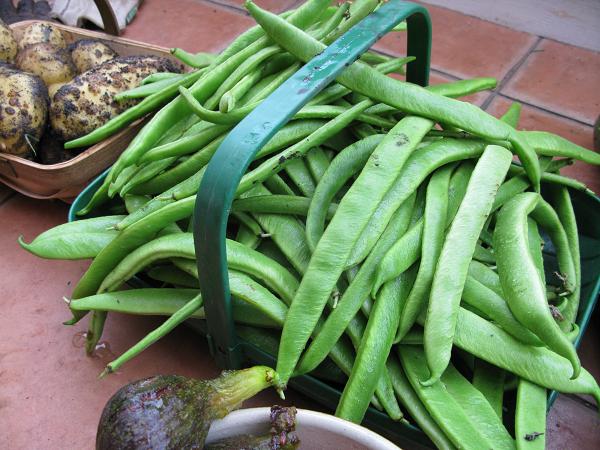 runner bean haystack
