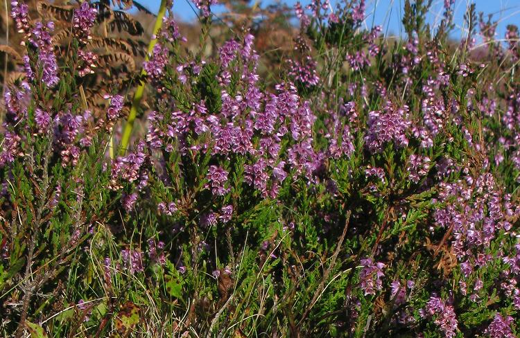 heather