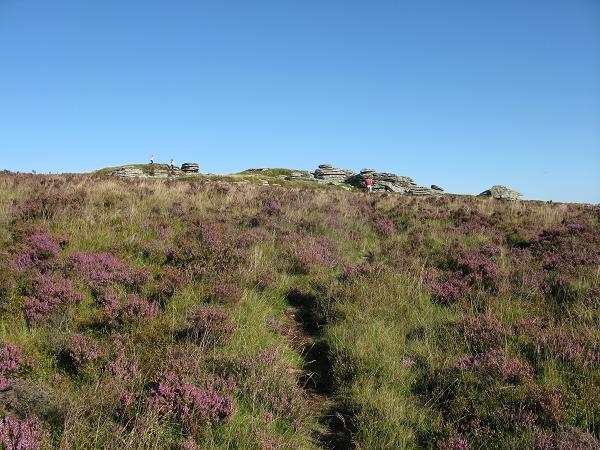 walking through the heather