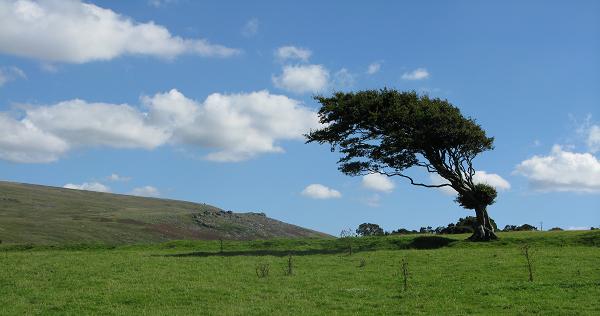 windswept tree