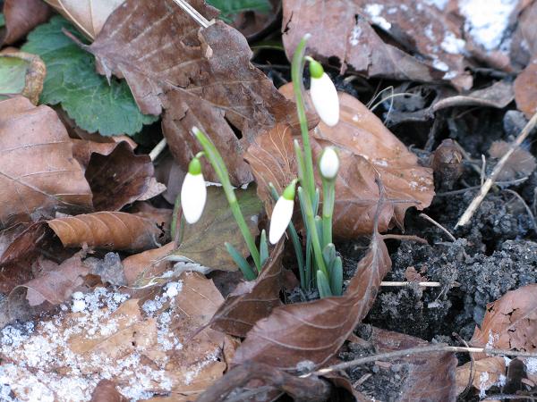 In a little clearing of recent snowfall, we found snowdrops.