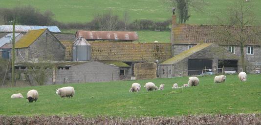 farm and sheep