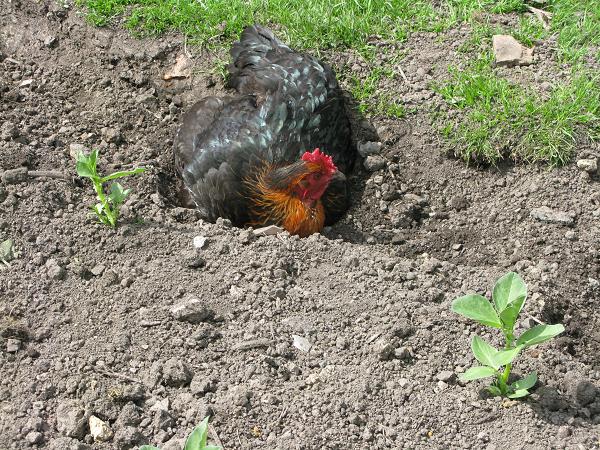 one of our hens dust bathing