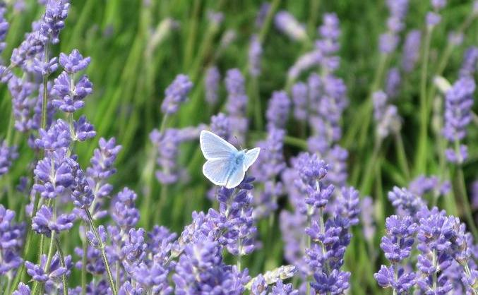 lavender with blue butterfly