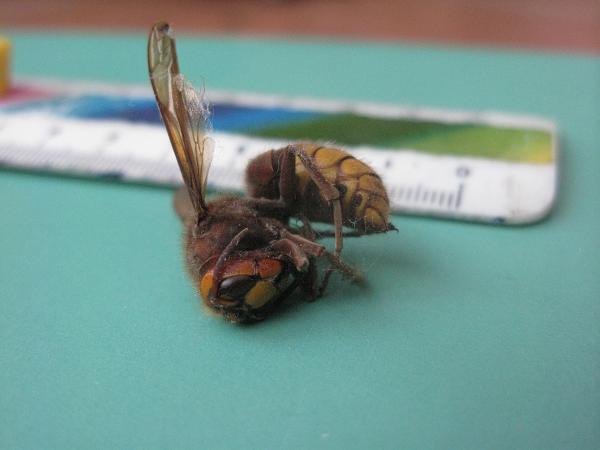 Dead hornet