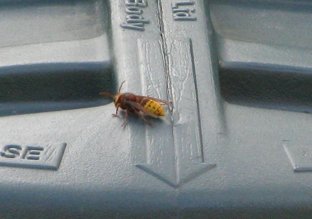 Hornet on the compost lid