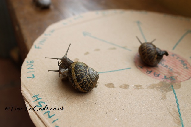 snail race wrestling