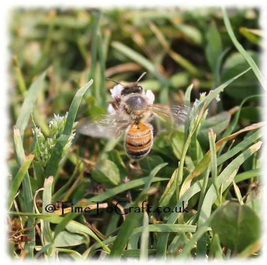bee flapping on clover