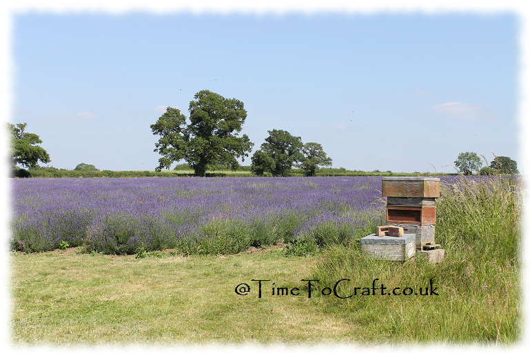bees and lavender