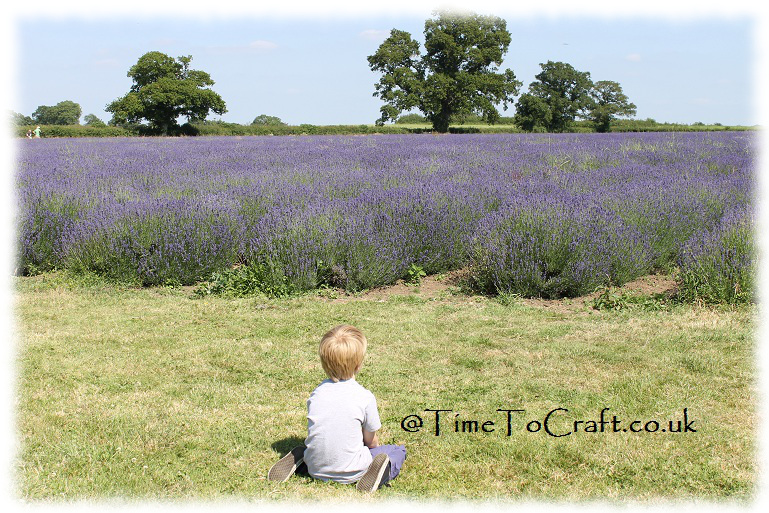 lavender farm dreaming