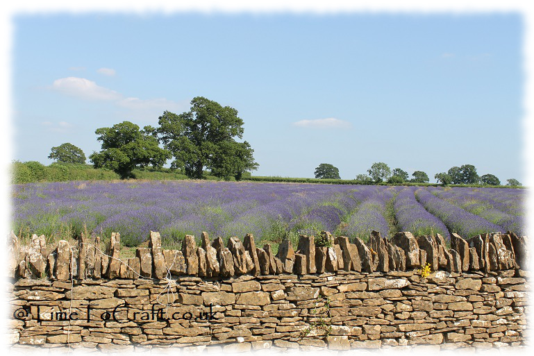 lavender field wall