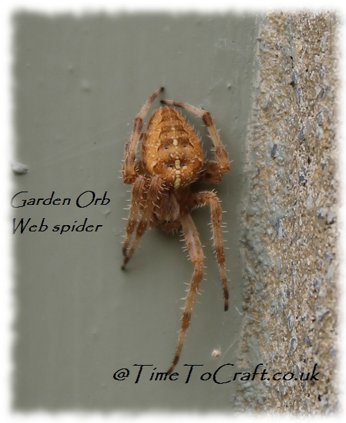 garden orb web spider