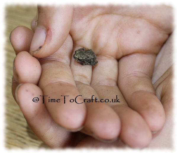little toad in hand