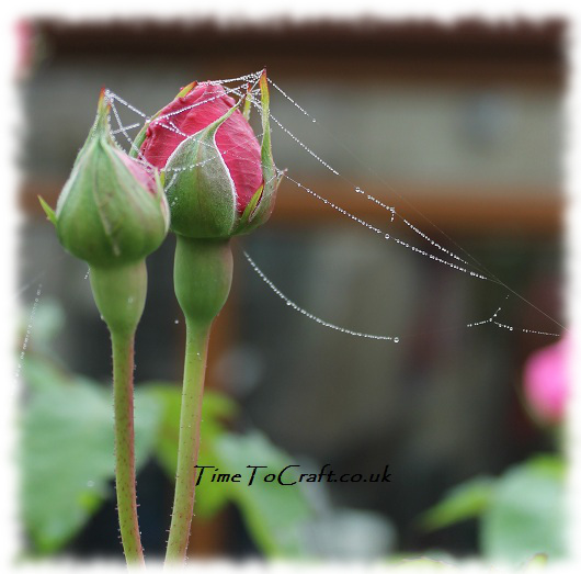 rose and web