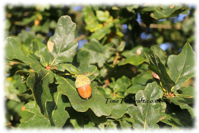 acorn in the oak tree
