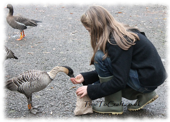 feeding Hawaiian goose