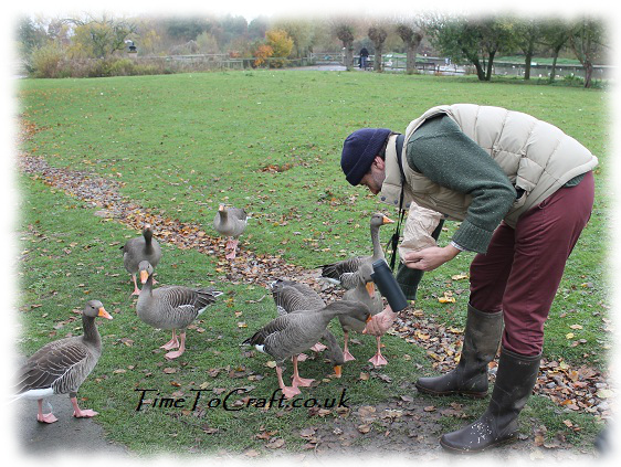 feeding geese