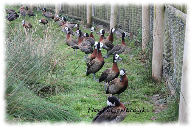 white faced whistling duck