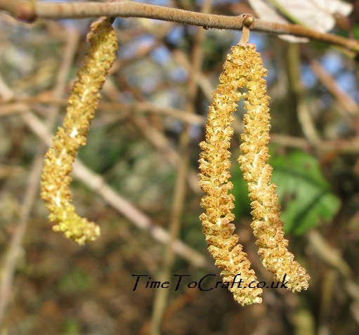 catkins signs of spring