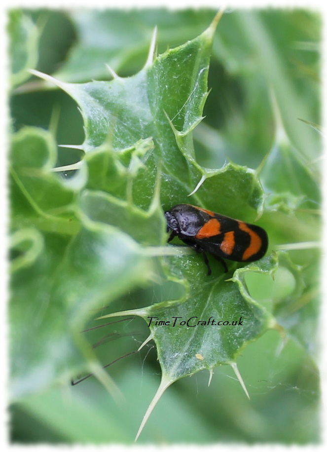 black and red froghopper in thistle