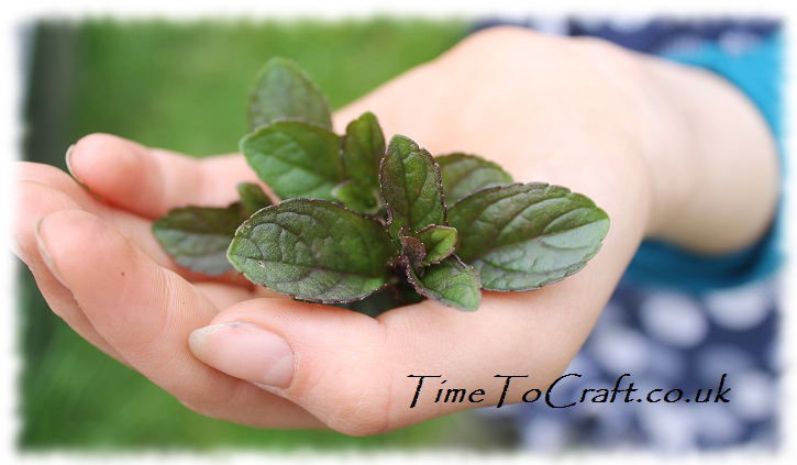 chocolate mint for homegrown herbal tea