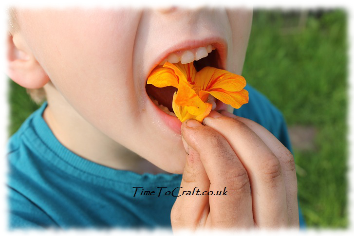 eating a nasturtium flower