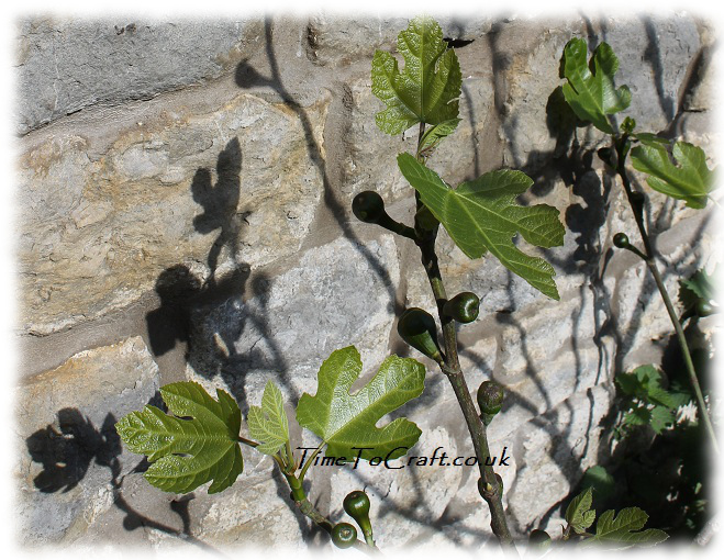fig and shadows