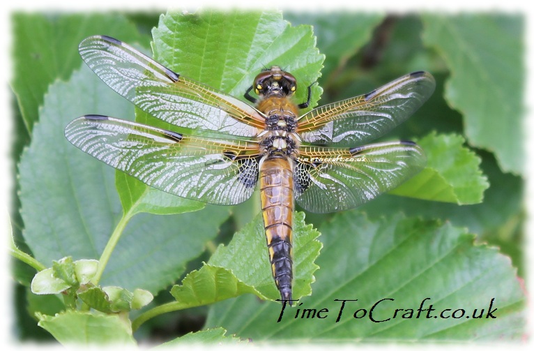 four spotted chaser dragonfly w