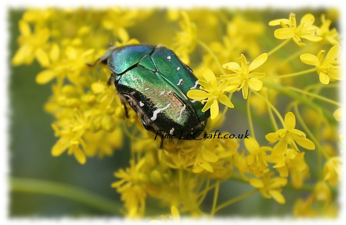 rose chaffer or goldsmith beetle
