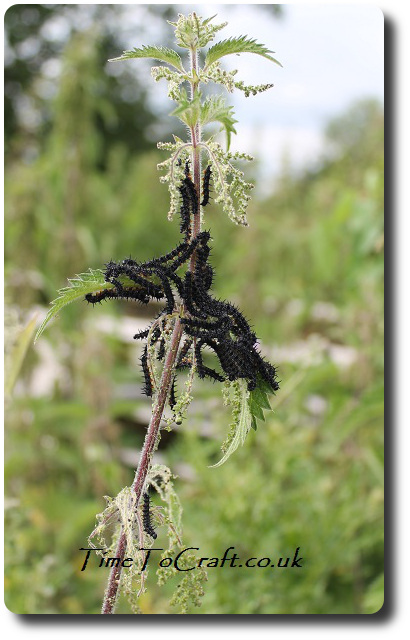 caterpillars in nettles