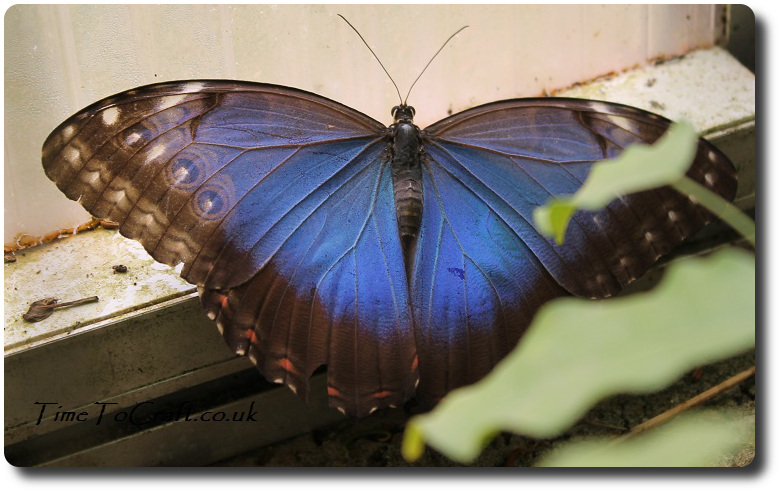 Blue Morpho butterfly