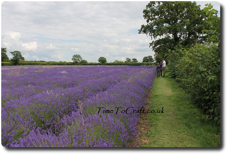 walking around the lavender field