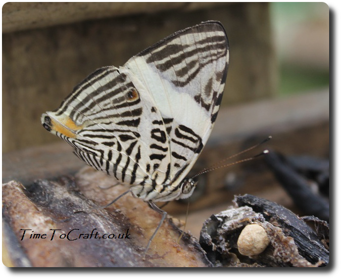 zebra mosaic butterfly