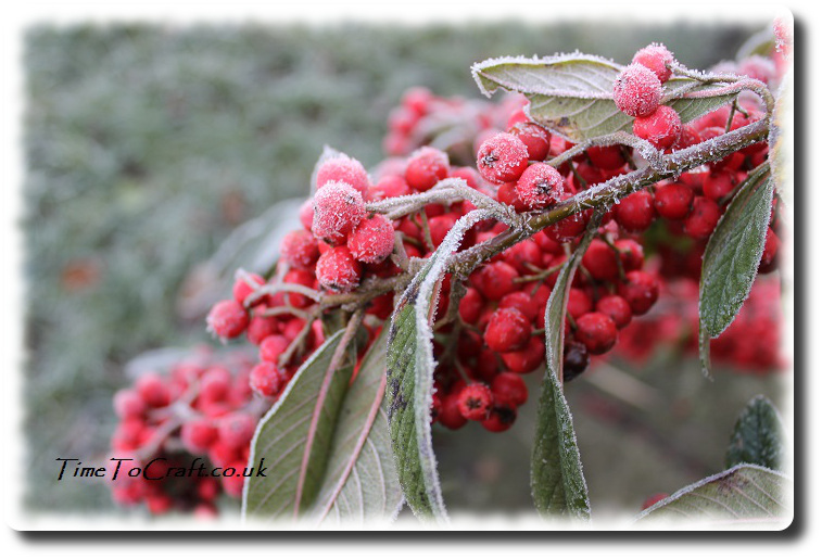 red berries in January