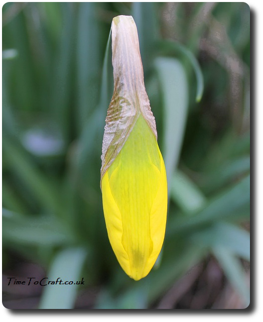 daffodil bud