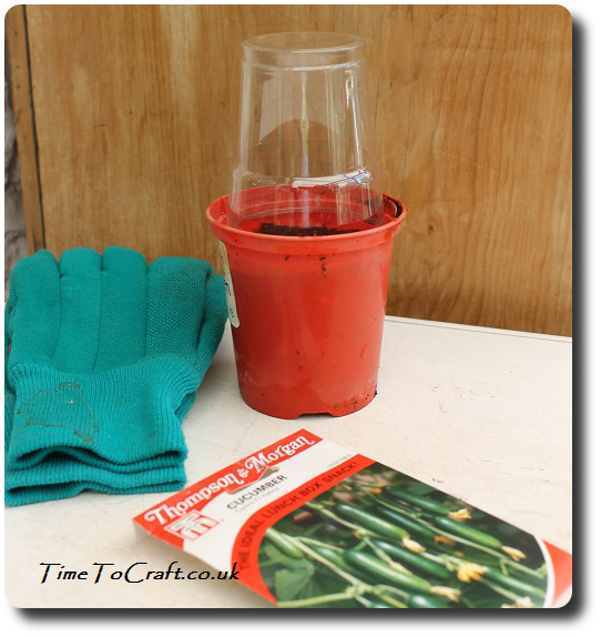 recycled plastic cup propagator