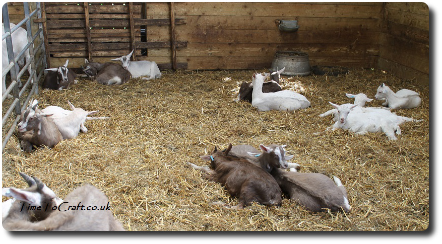 goats at Wookey Farm