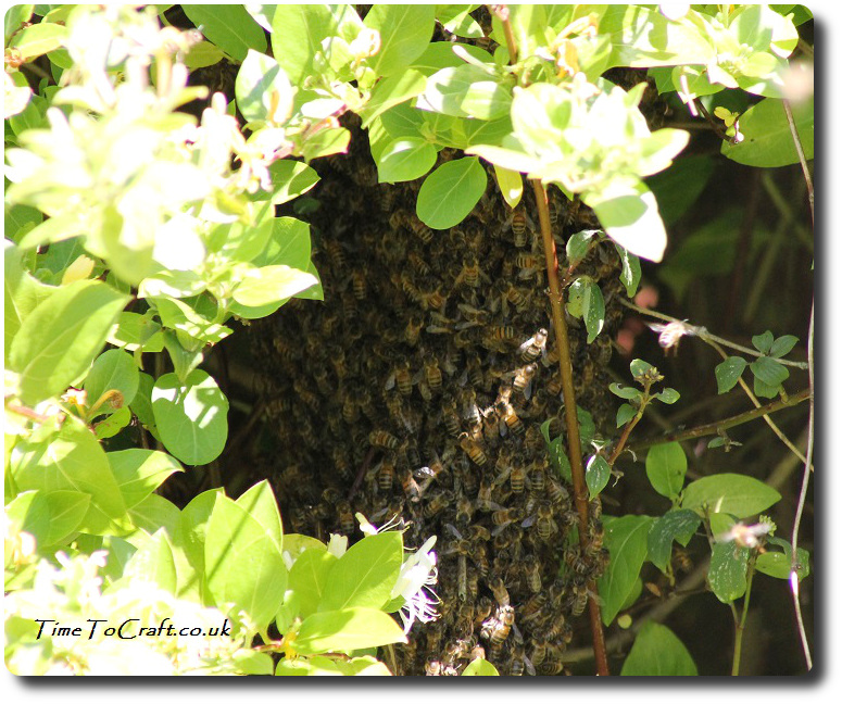 honey bees in honeysuckle