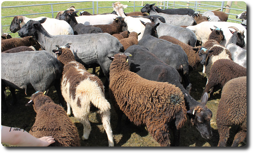 sheep in fold after shearing