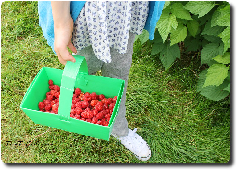 basket of raspberries PYO