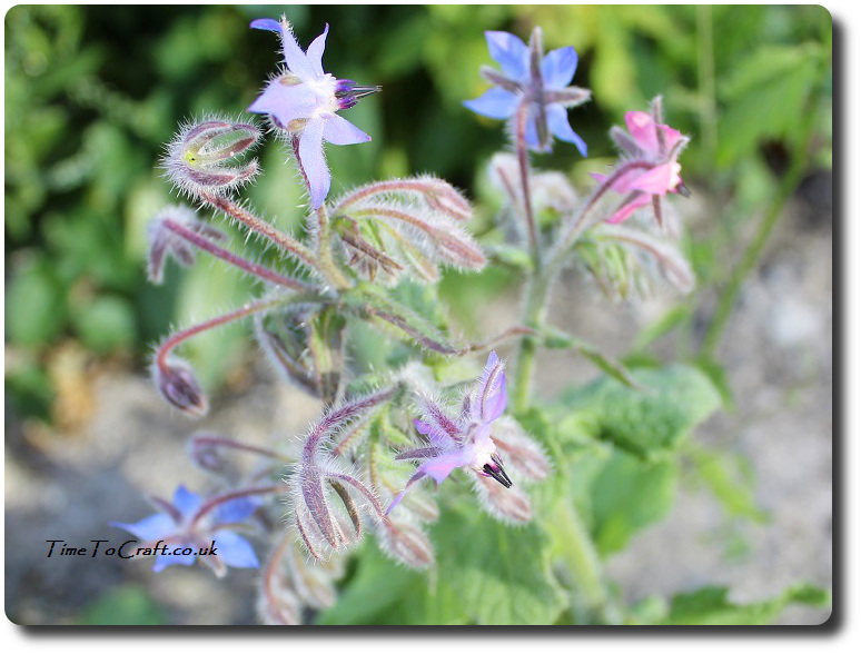 borage for bees