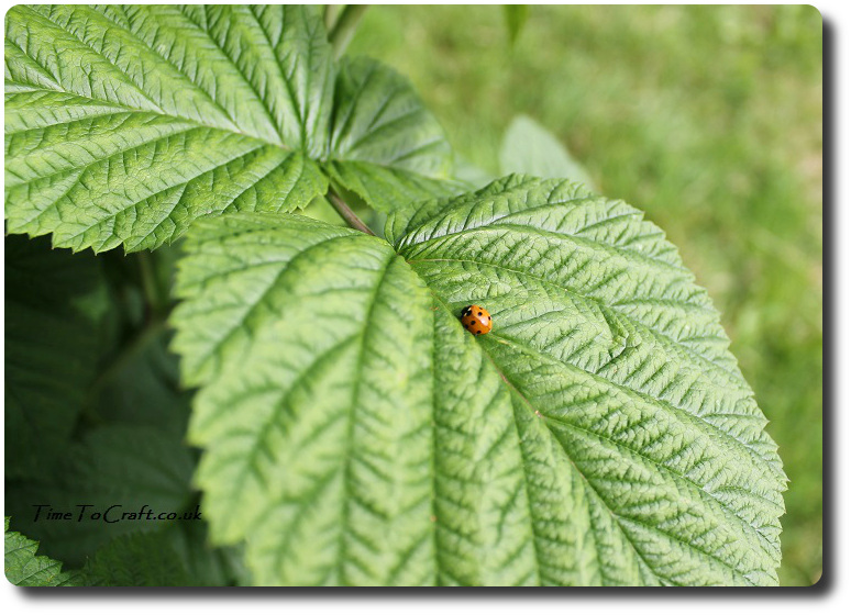 ladybird on raspberry leaf
