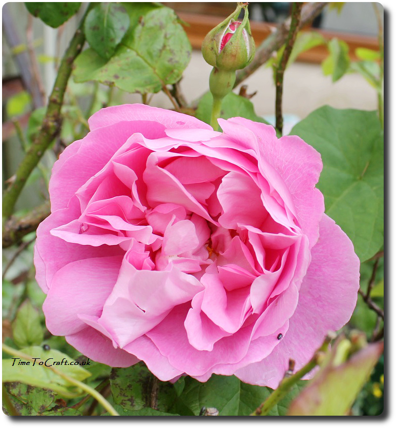 mary rose in kitchen garden