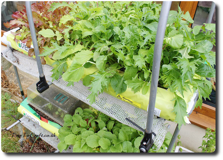 salad in raised beds