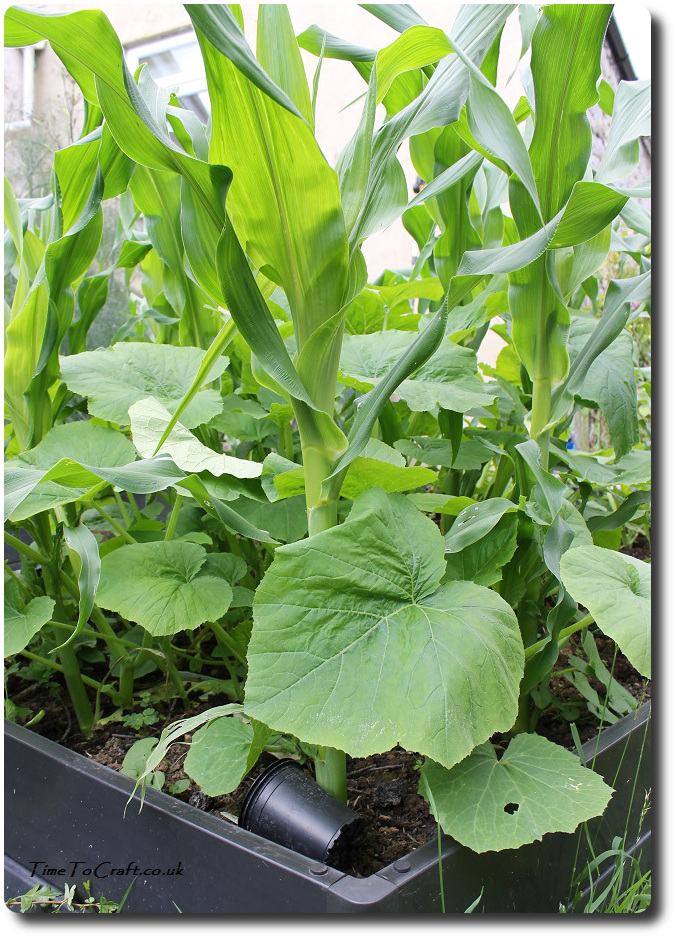 sweetcorn and pumpkins in raised bed