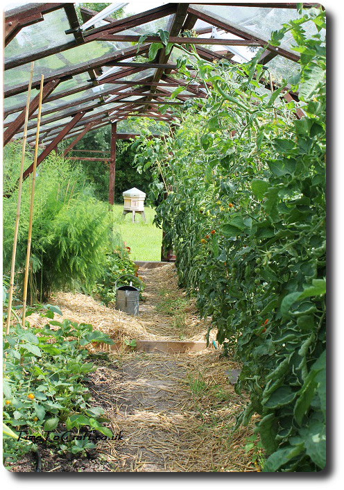 long greenhouse