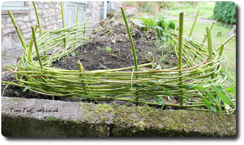 stage 1 willow edging